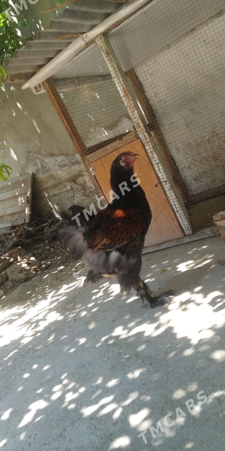 brama laşed - Bagyr - img 3