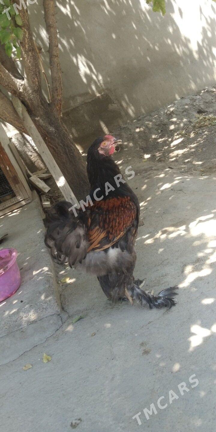 brama laşed - Bagyr - img 4