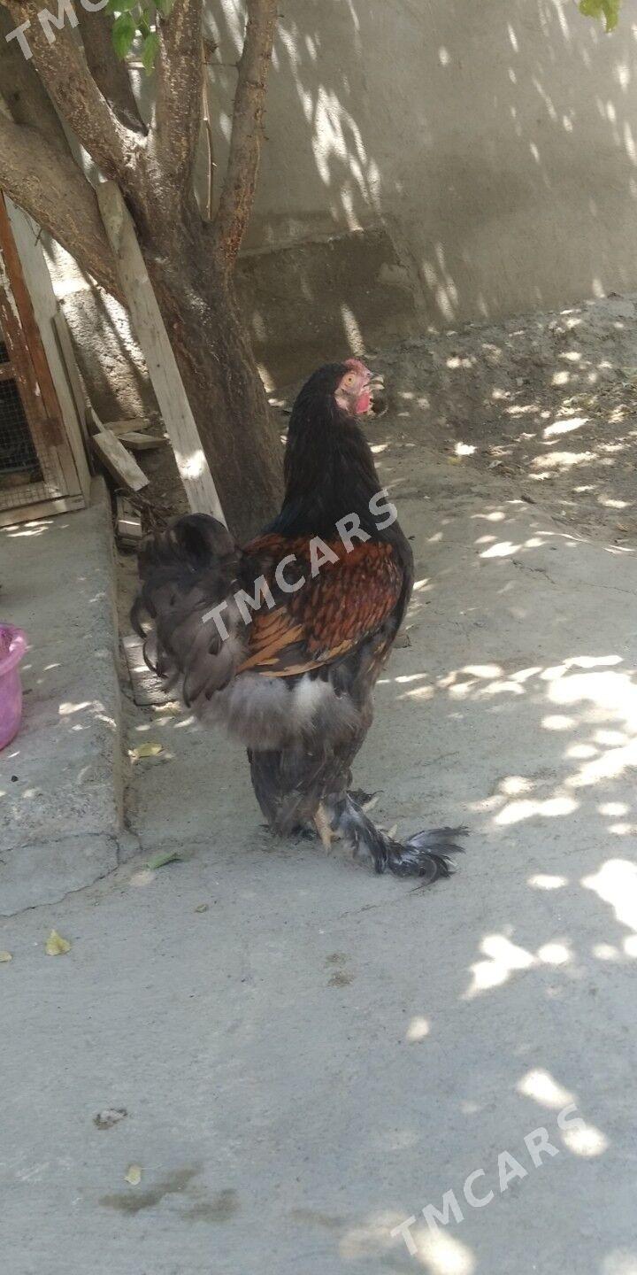 brama laşed - Bagyr - img 2