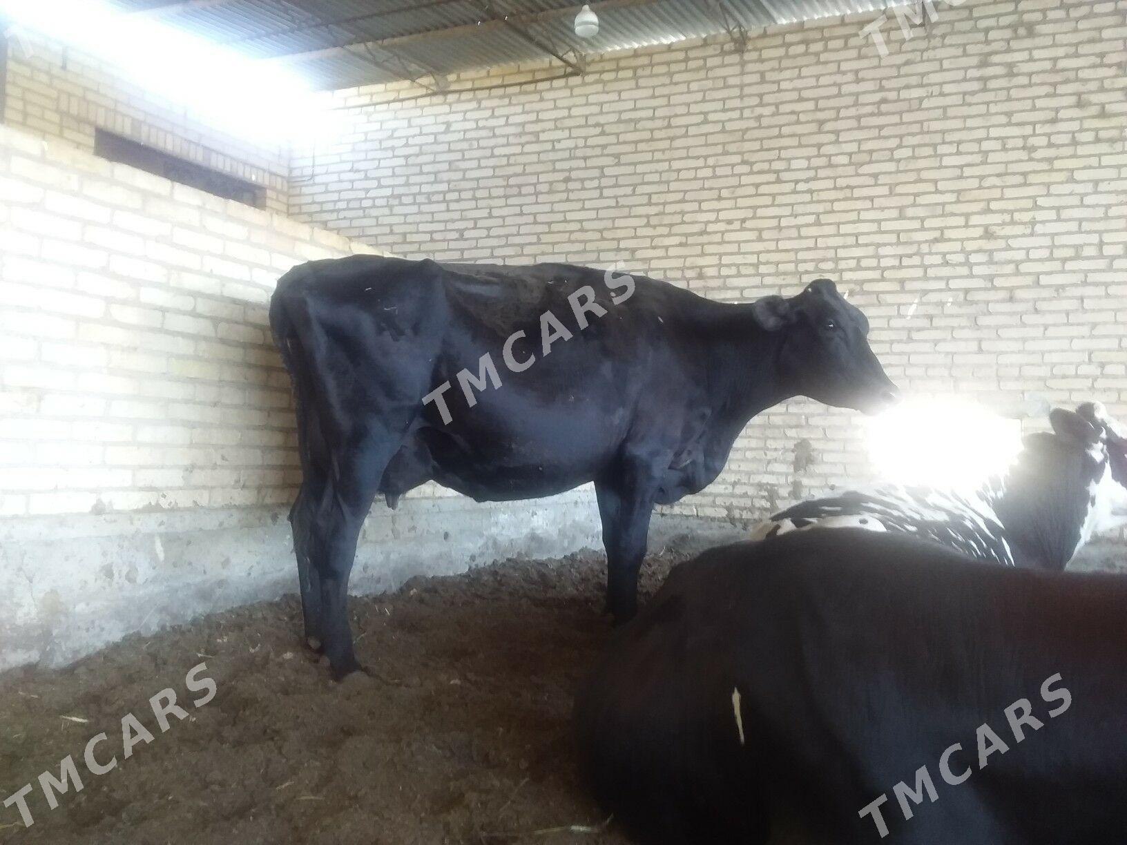 corny pioýostyr sygyr - Çärjew - img 3