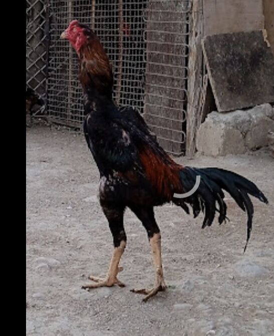 Taşkent horaz - Balkanabat - img 3