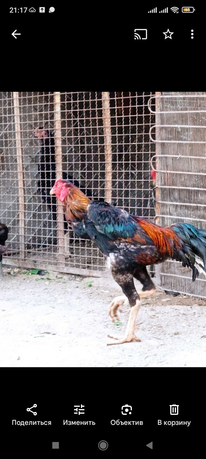 Taşkent horaz - Balkanabat - img 2