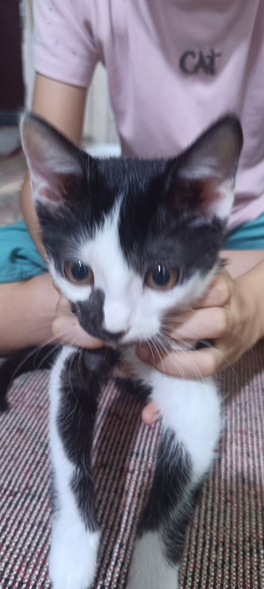 Котенок - Türkmenabat - img 3