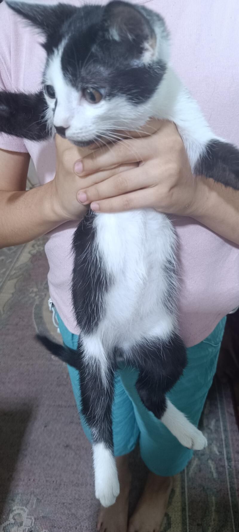 Котенок - Türkmenabat - img 2