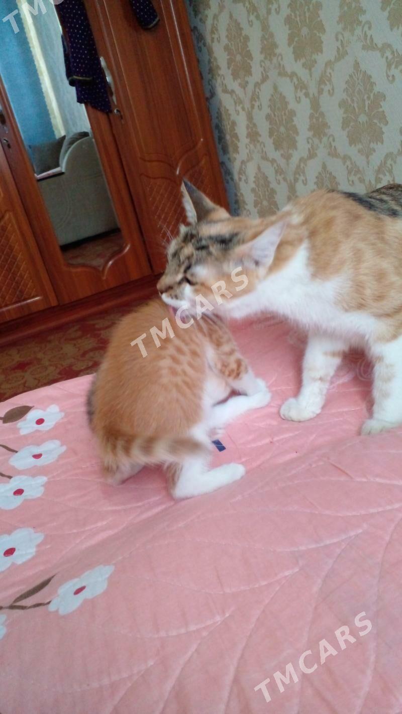 котёнок - Туркменабат - img 3