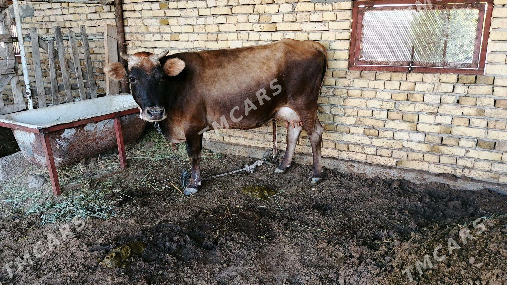 Sygyr - Гёкдепе - img 5