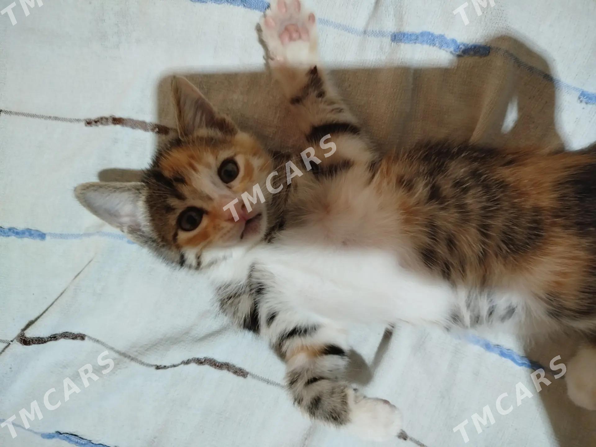 котята - Mary - img 2
