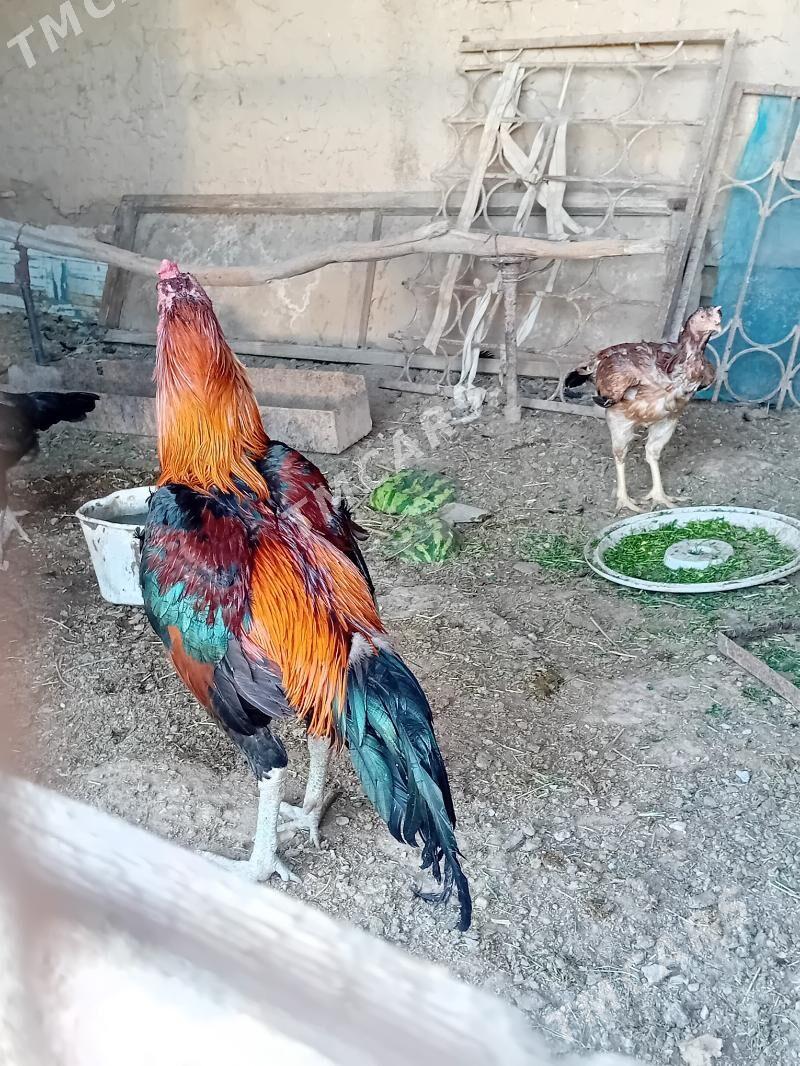 horaz - Wekilbazar - img 3