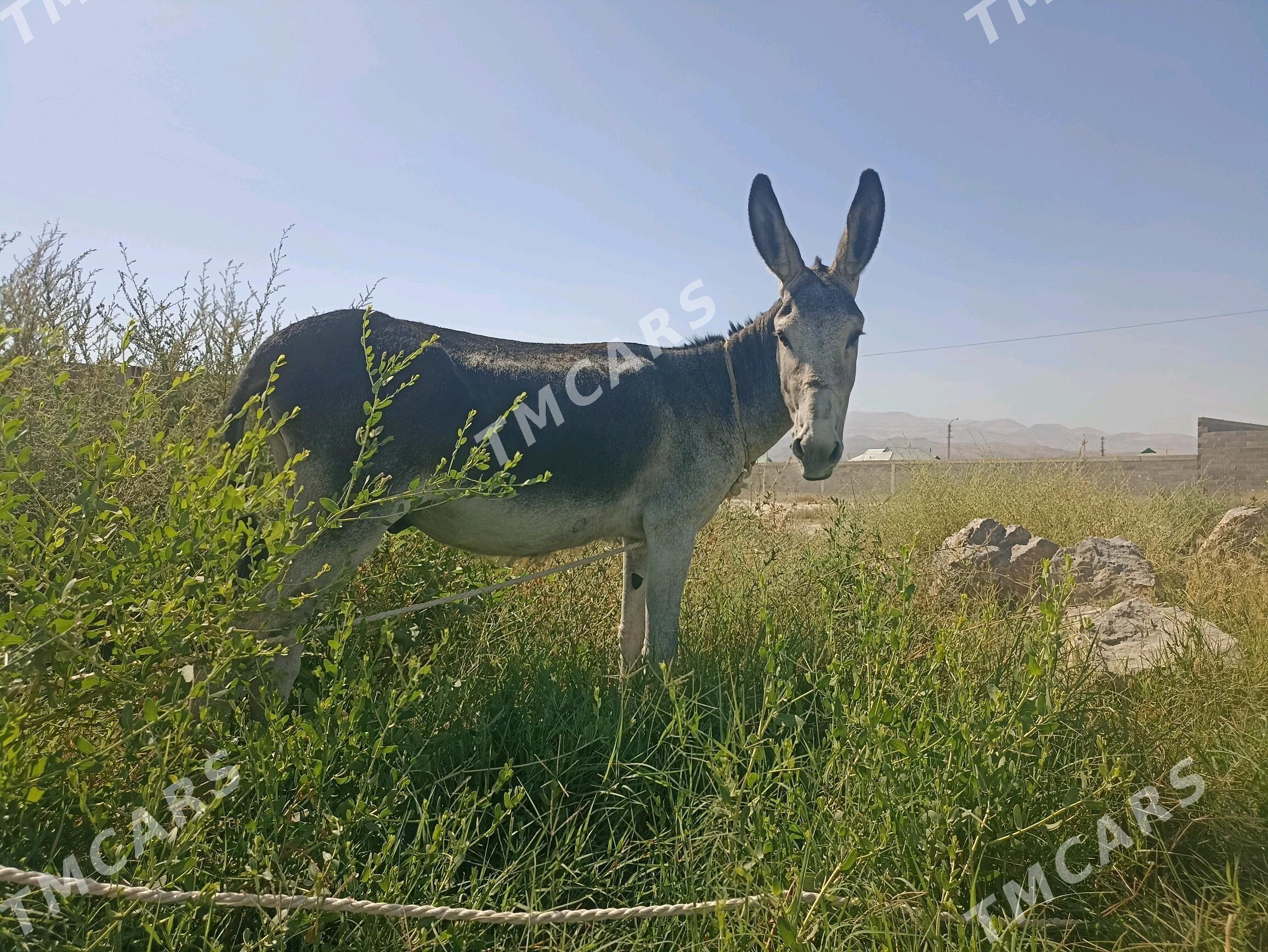 Eşek - Бахарден - img 2