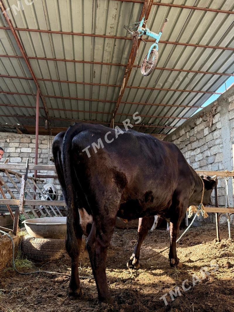 sygyr şiwet - Çoganly - img 2