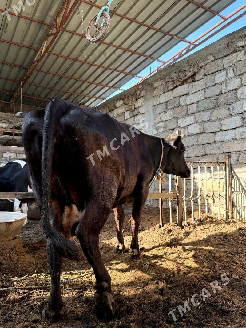sygyr şiwet - Çoganly - img 3