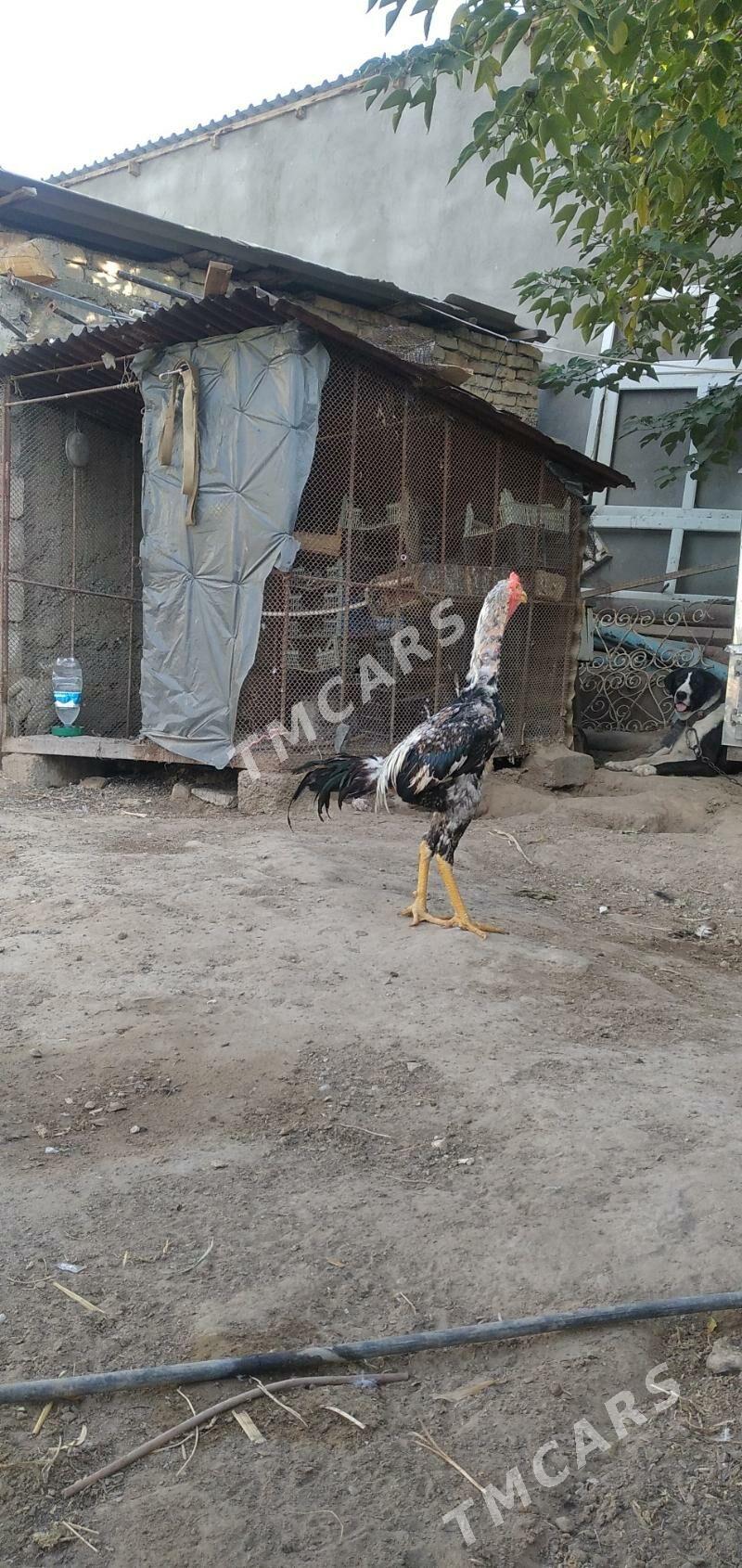 horaz taśkent jujen - Aşgabat - img 2
