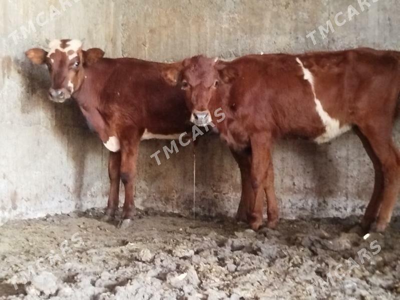 tuweler okuzler - Büzmeýin - img 2