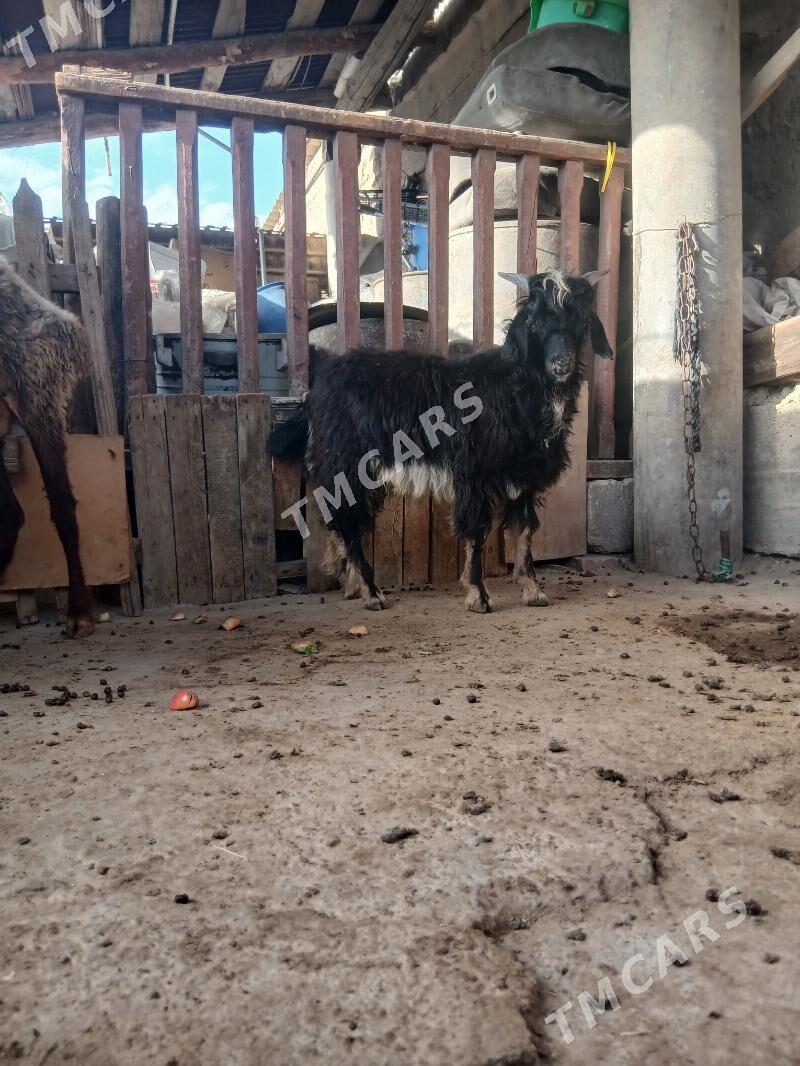 çebis - Gyzylarbat - img 2