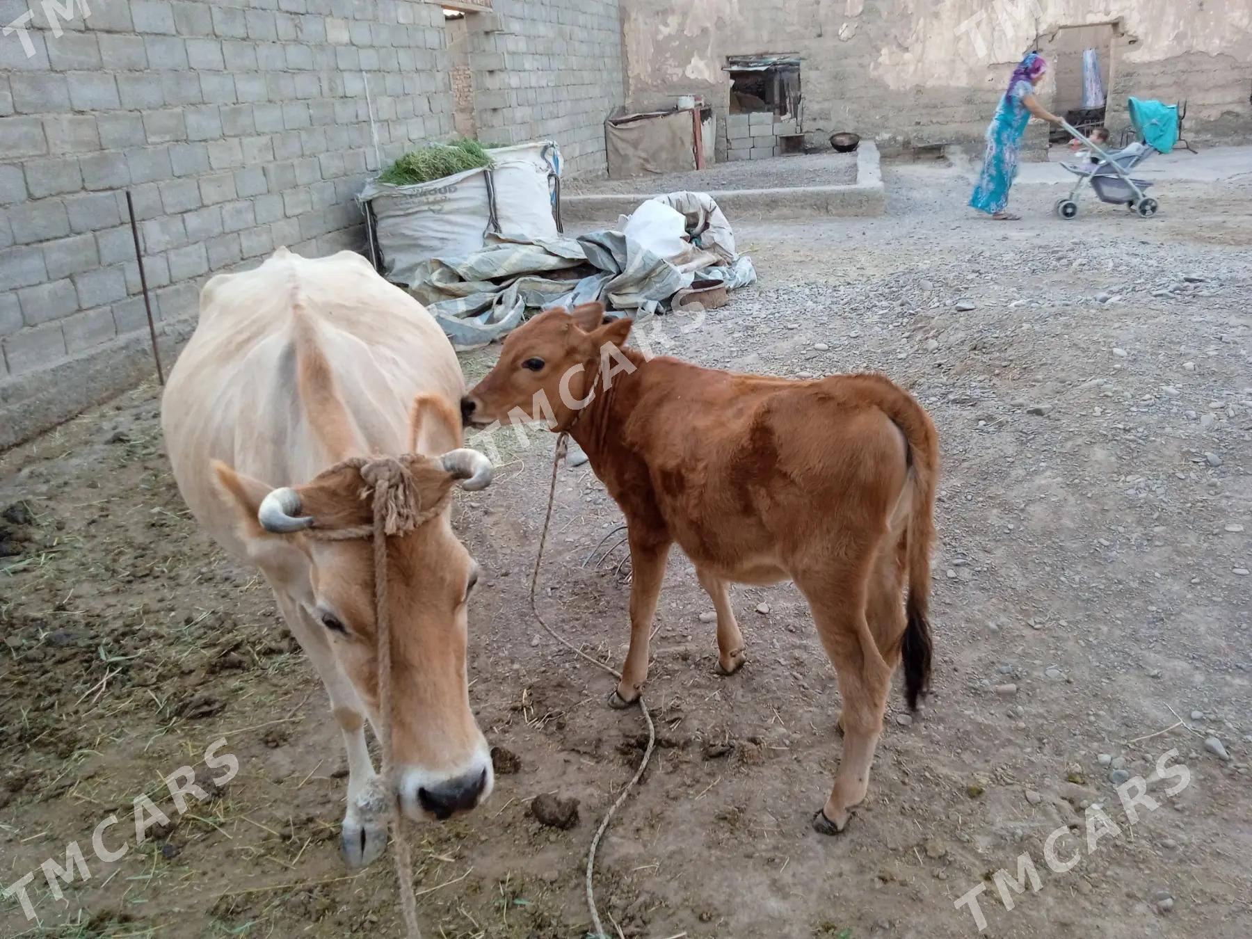 Goleli sygyr - Sarahs - img 2
