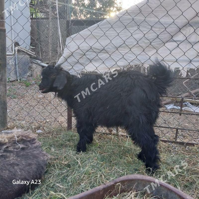 çewis - Кëши - img 2