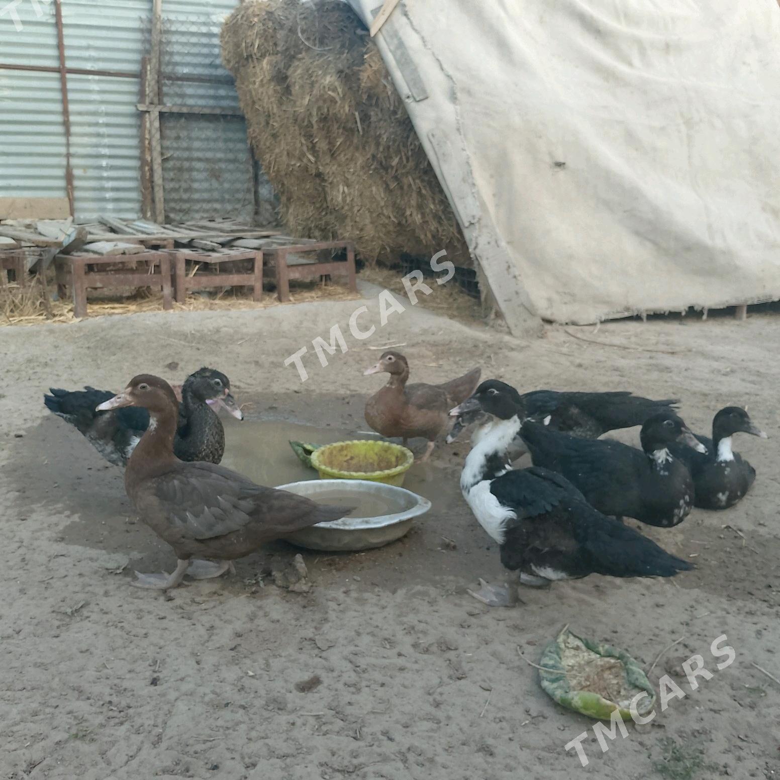 ördek - Aşgabat - img 4