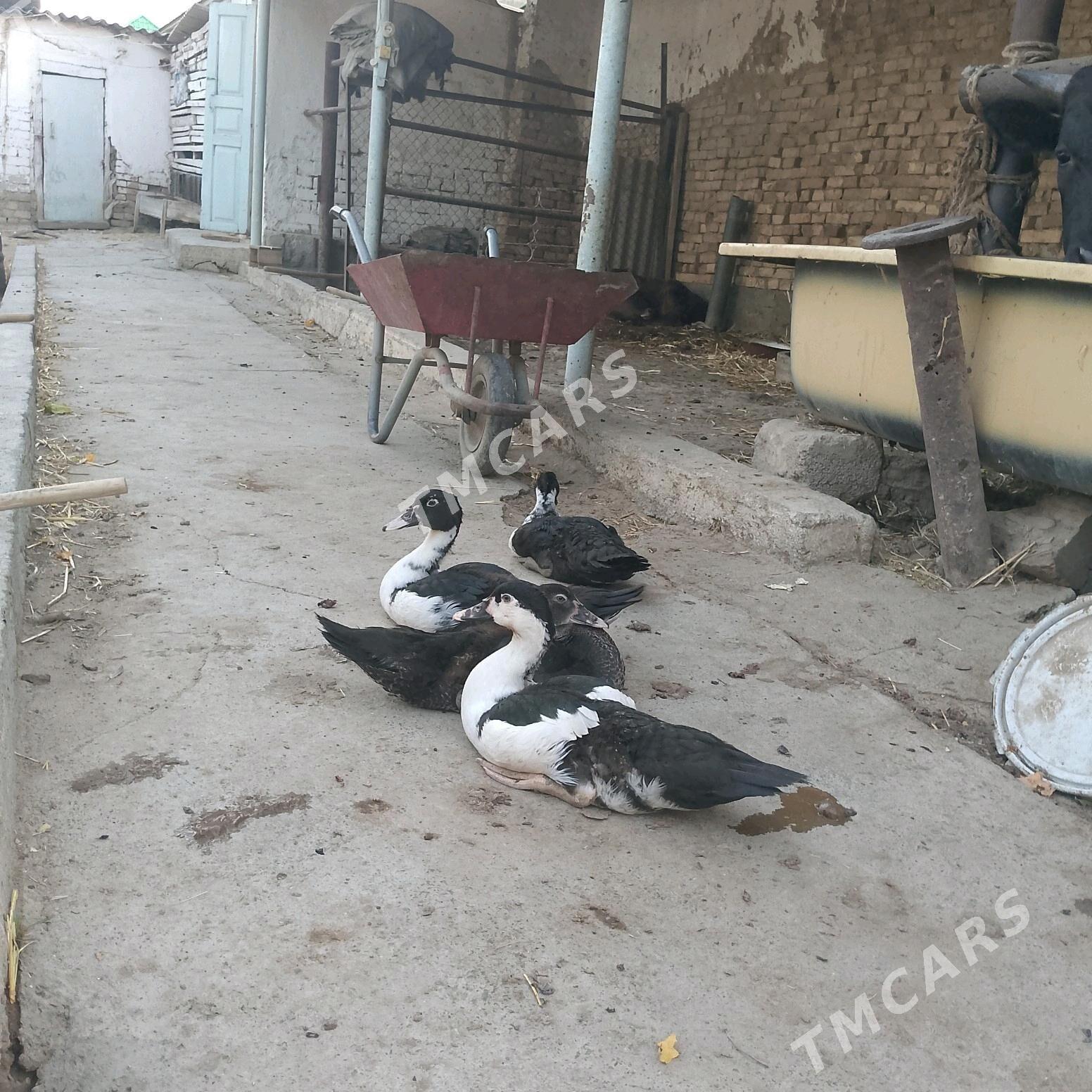 ördek - Aşgabat - img 2