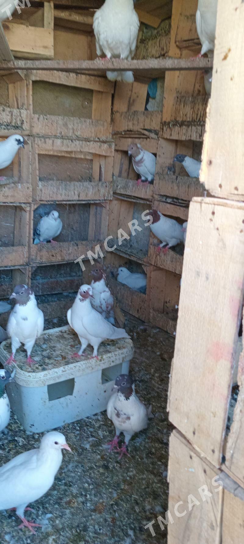 Satlyk guslar - Aşgabat - img 3