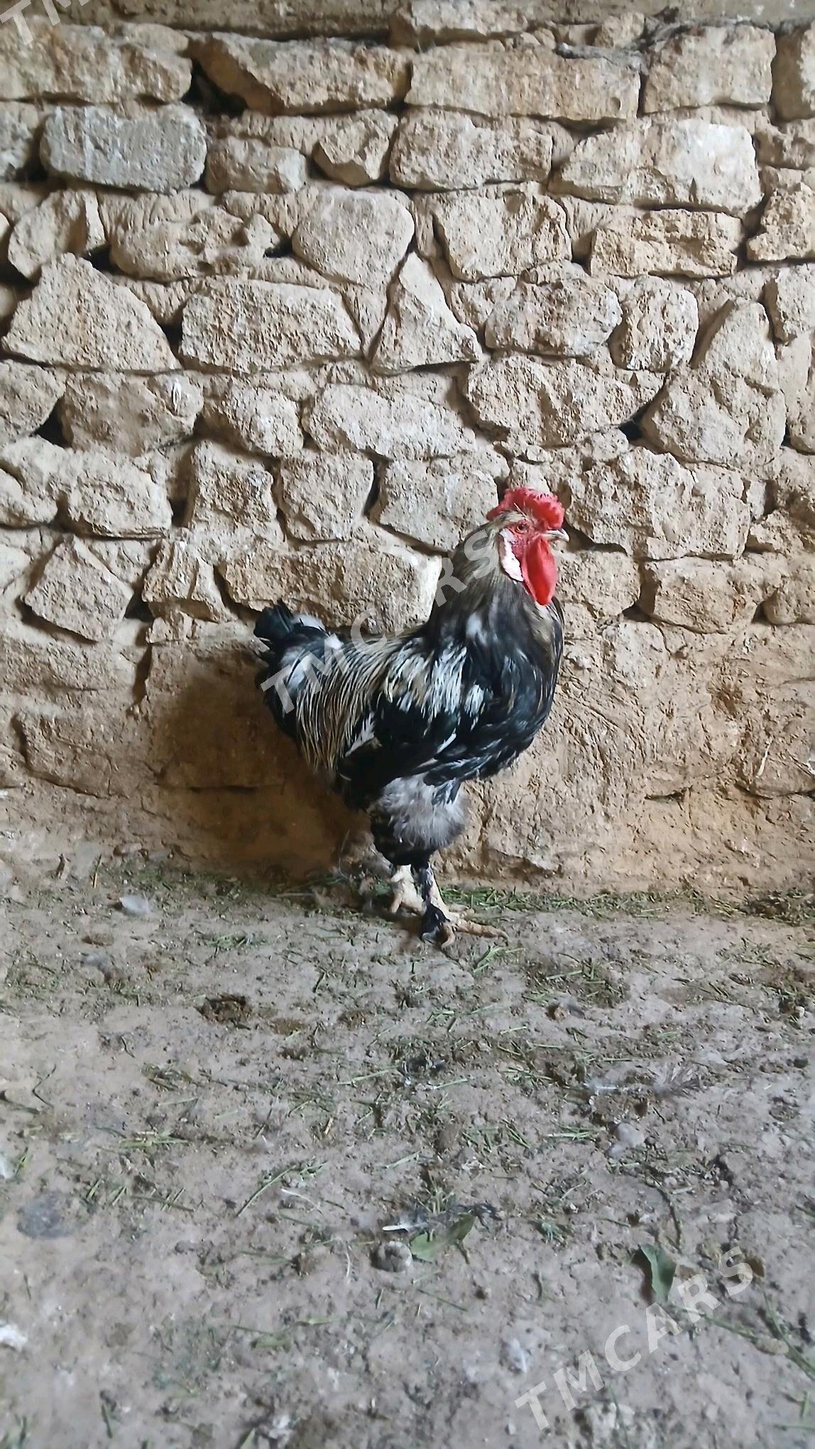 towuk horaz - Gyzylarbat - img 3