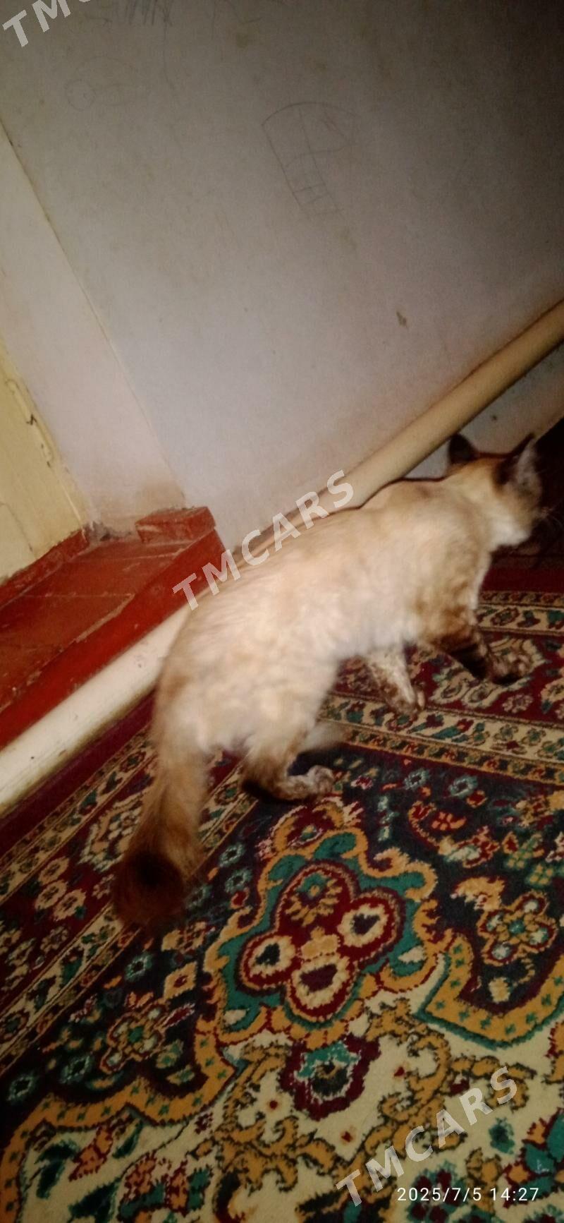 pishik Taylanski paroda - Daşoguz - img 2
