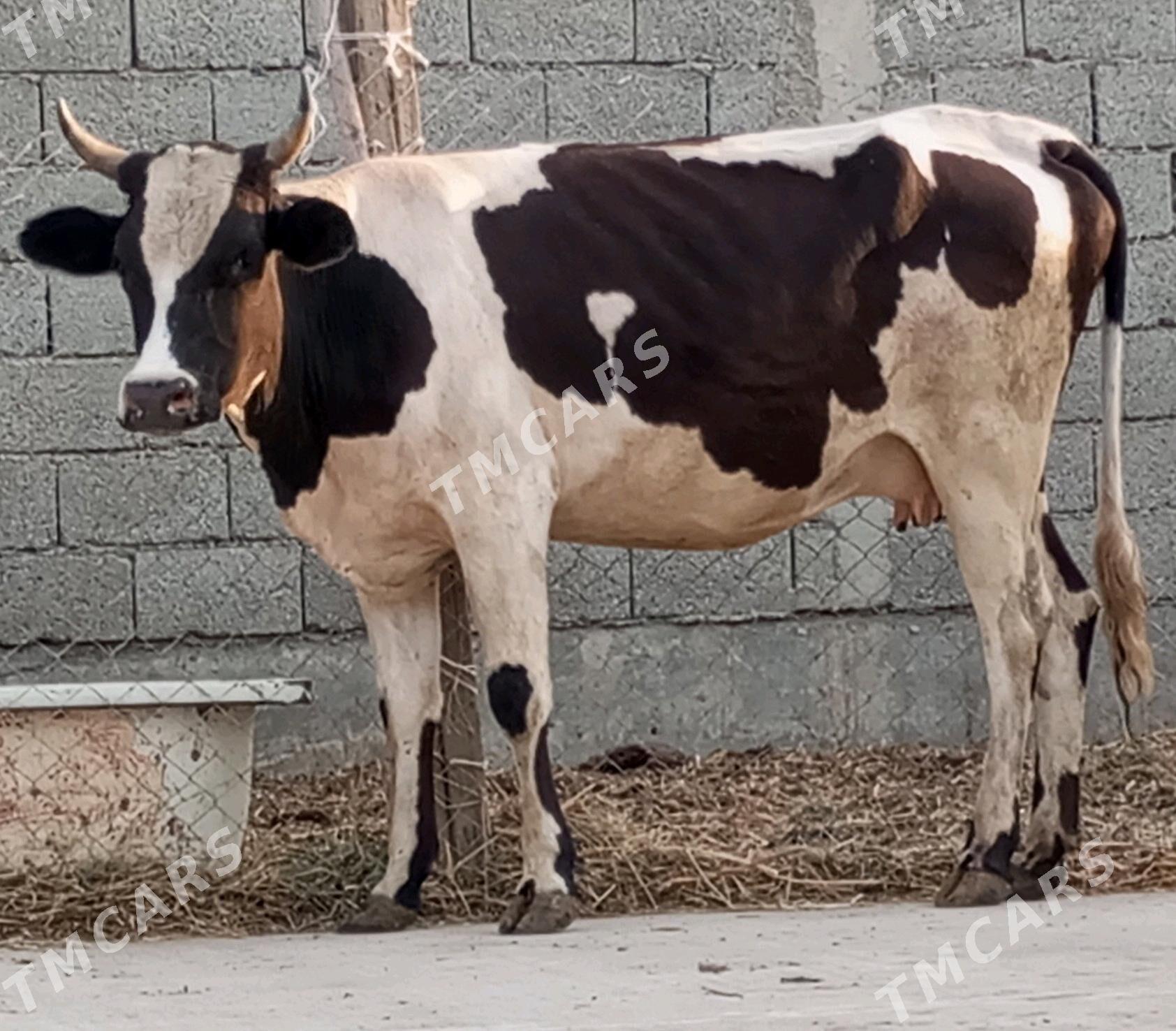 GİBRİT BOGOZ TÜWE - Gökdepe - img 2