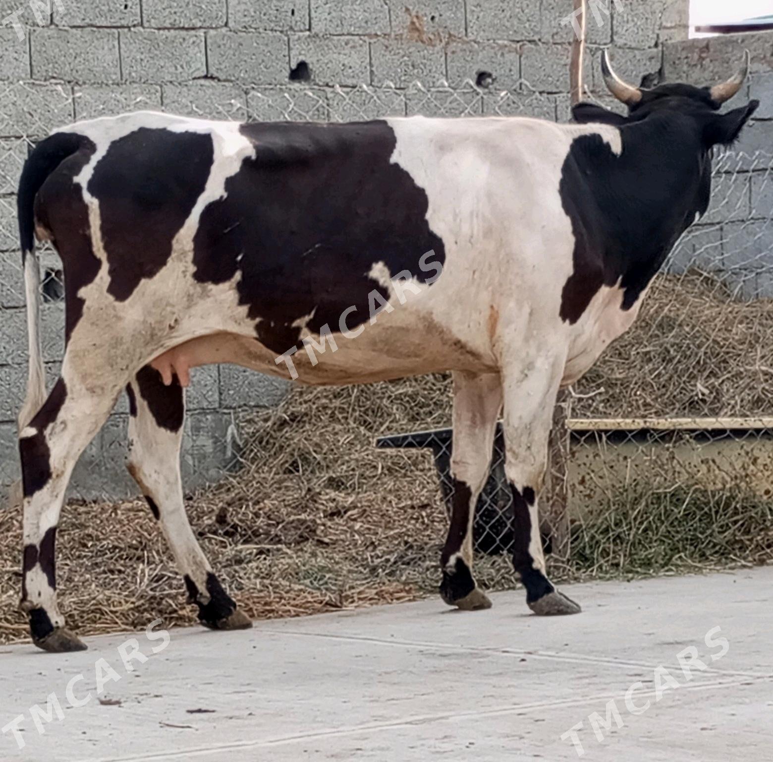 GİBRİT BOGOZ TÜWE - Gökdepe - img 3