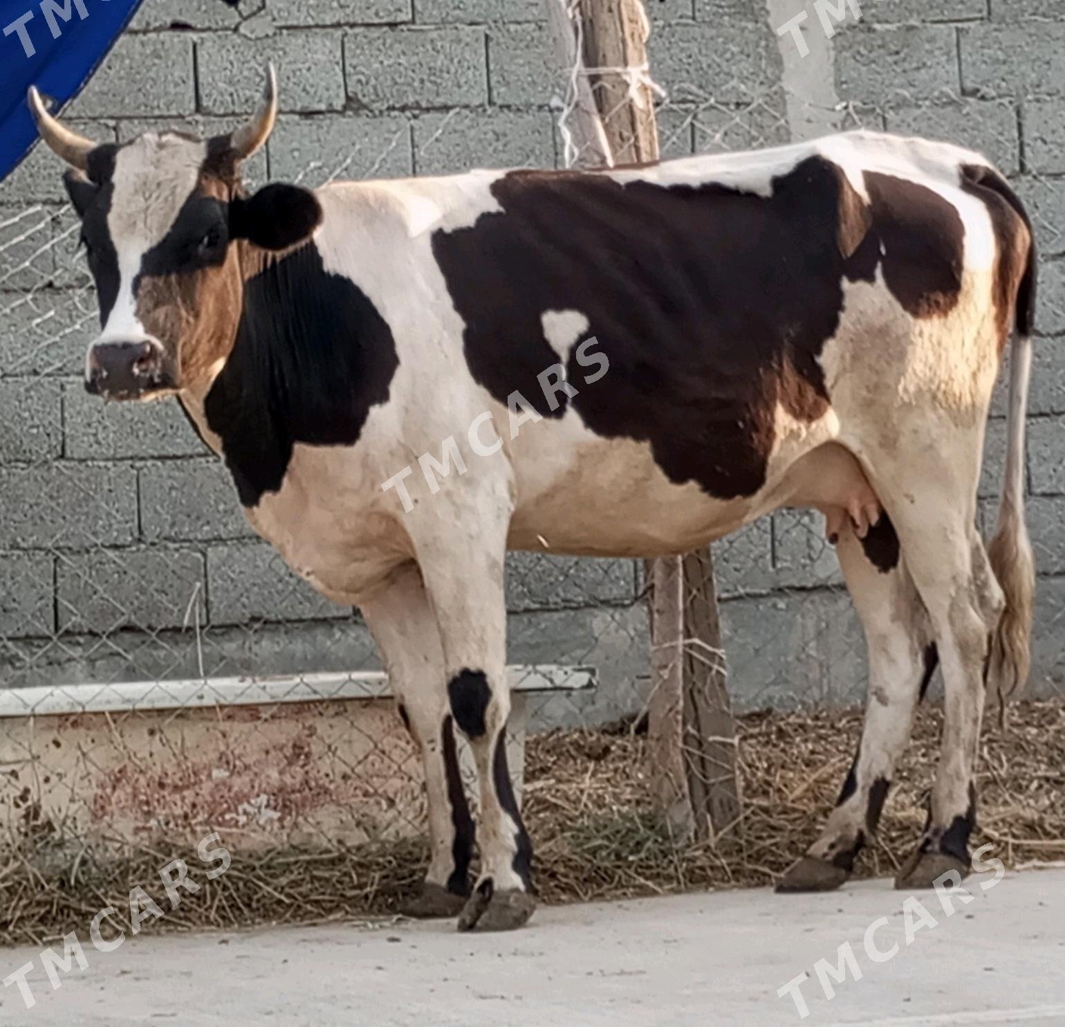 GİBRİT BOGOZ TÜWE - Gökdepe - img 4