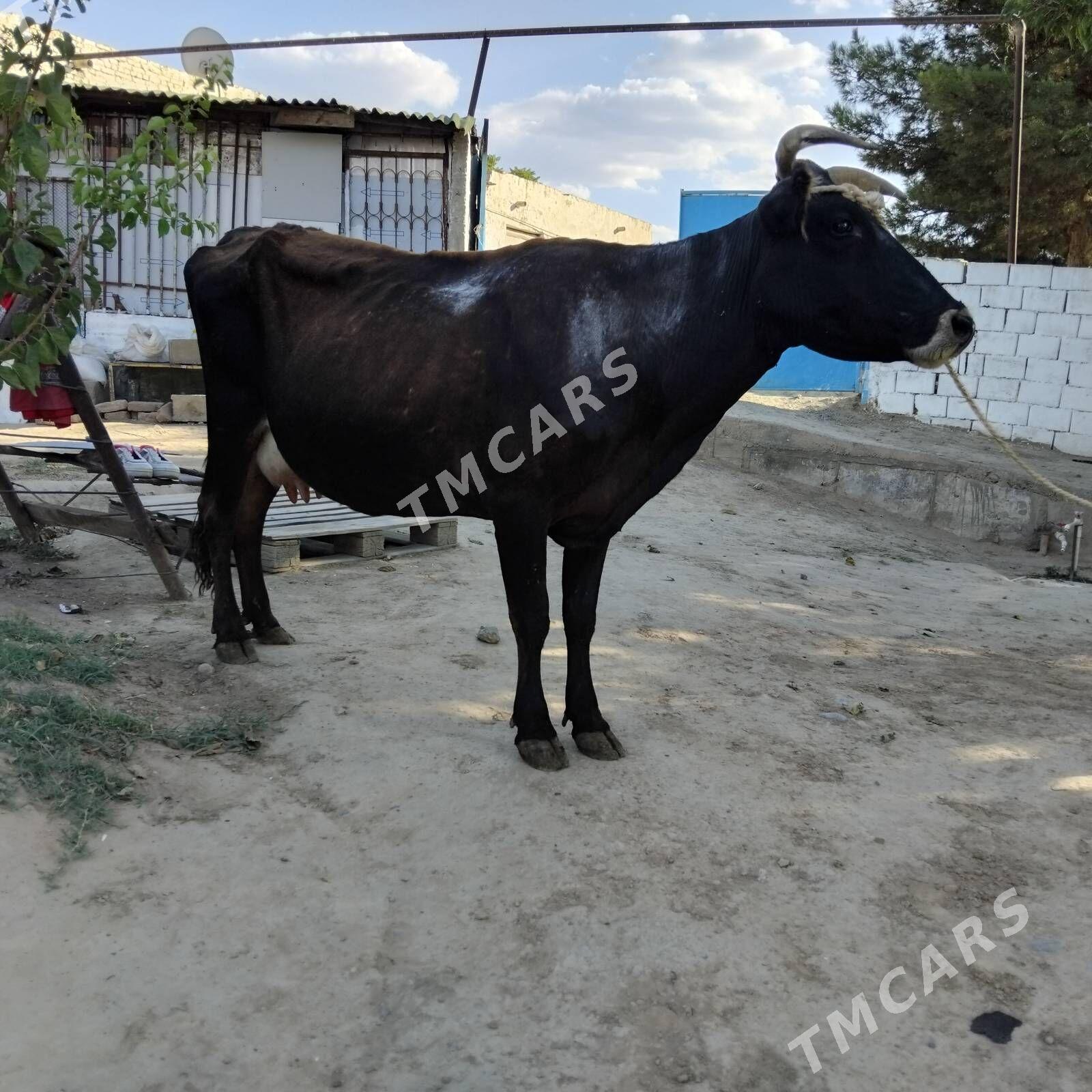 Sygyr - Bagyr - img 2