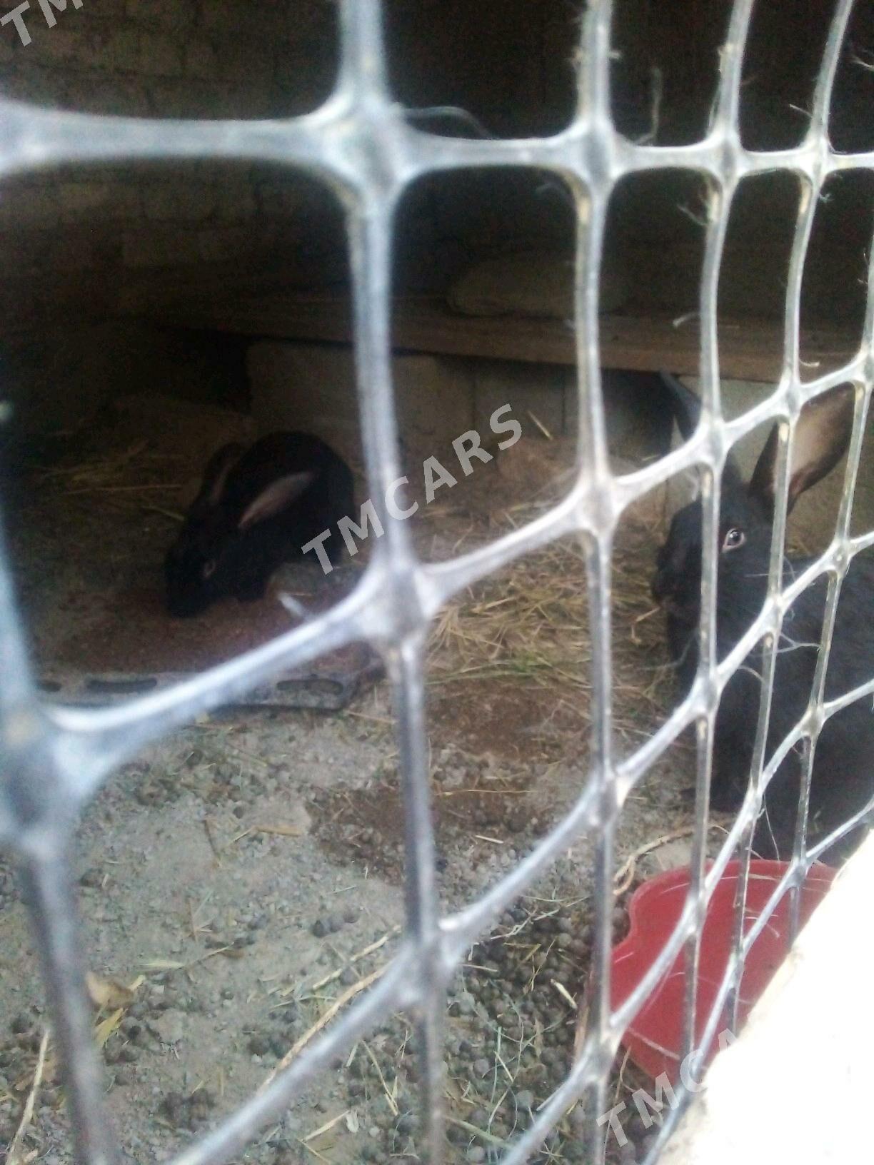 Towanlar-çebşekler - Bereket - img 2