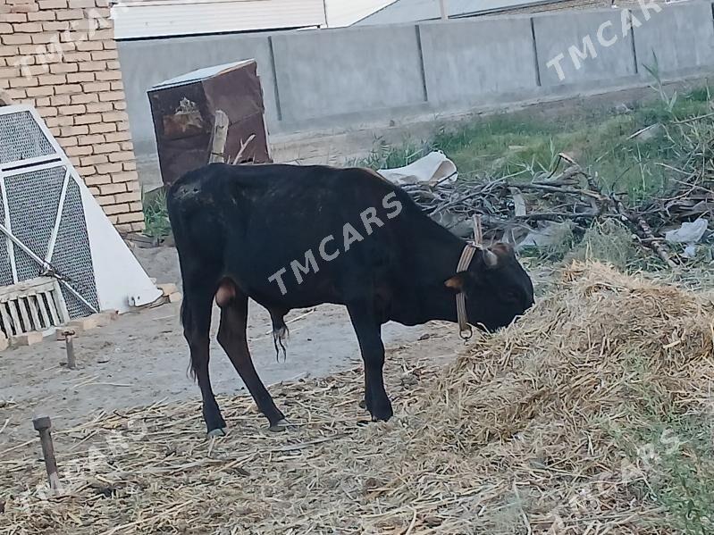 okuzce - Mary - img 2