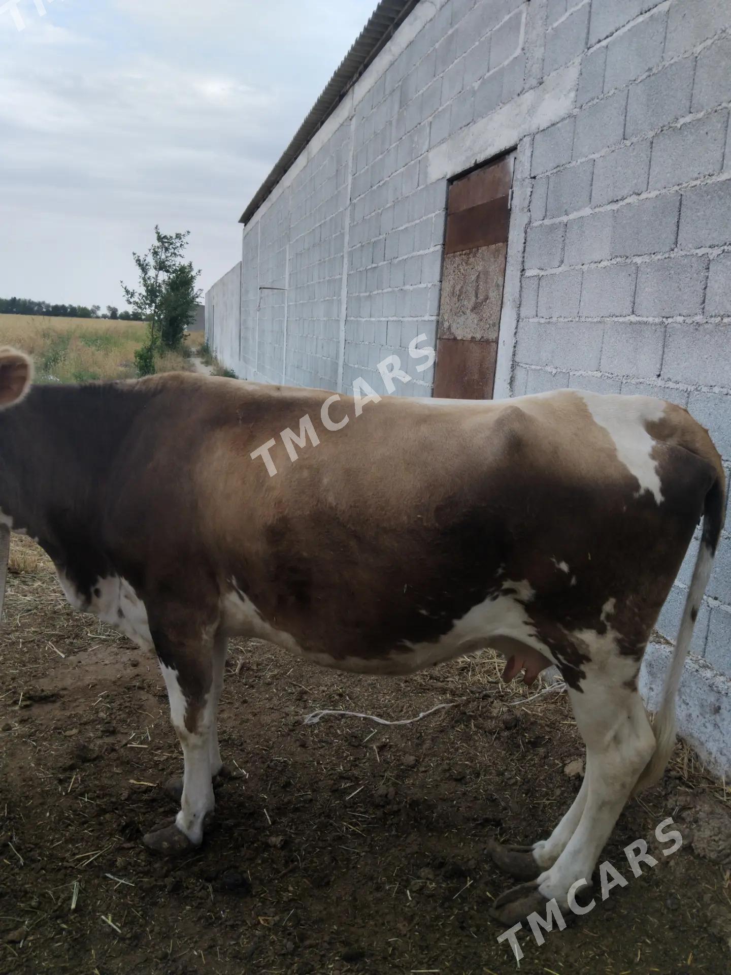 bogaz sygyr we tüwe - Гёкдепе - img 2