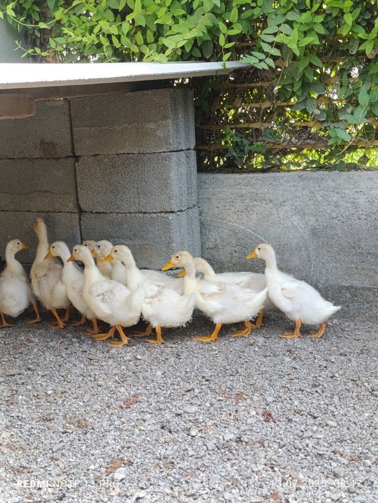 Ördek pekin - Гёкдепе - img 2