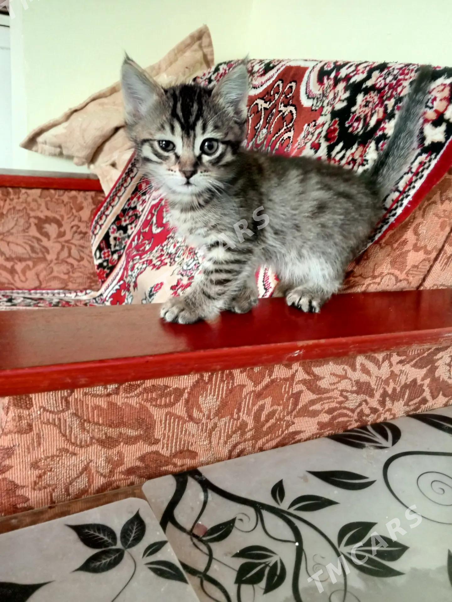 котята - Бузмеин ГРЭС - img 3