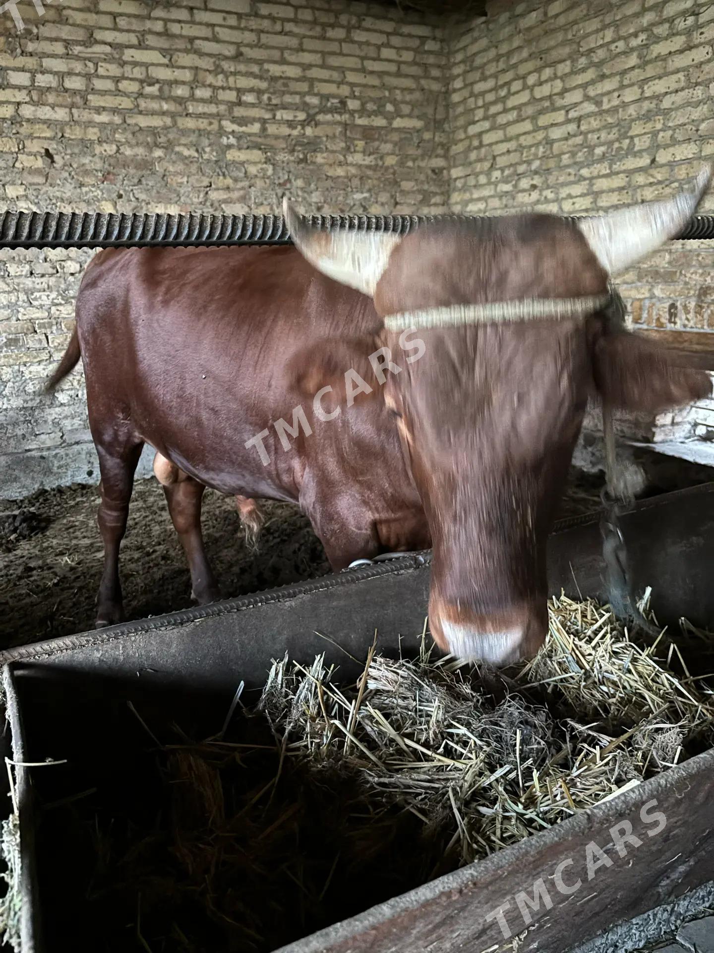 Okuz - Çärjew - img 3