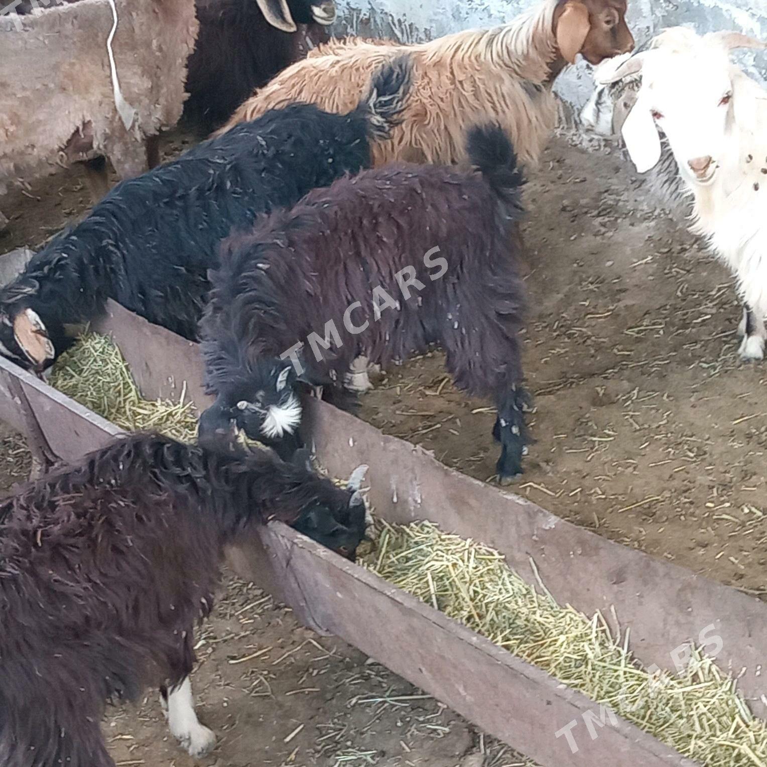 çebiş - Gyzylarbat - img 2