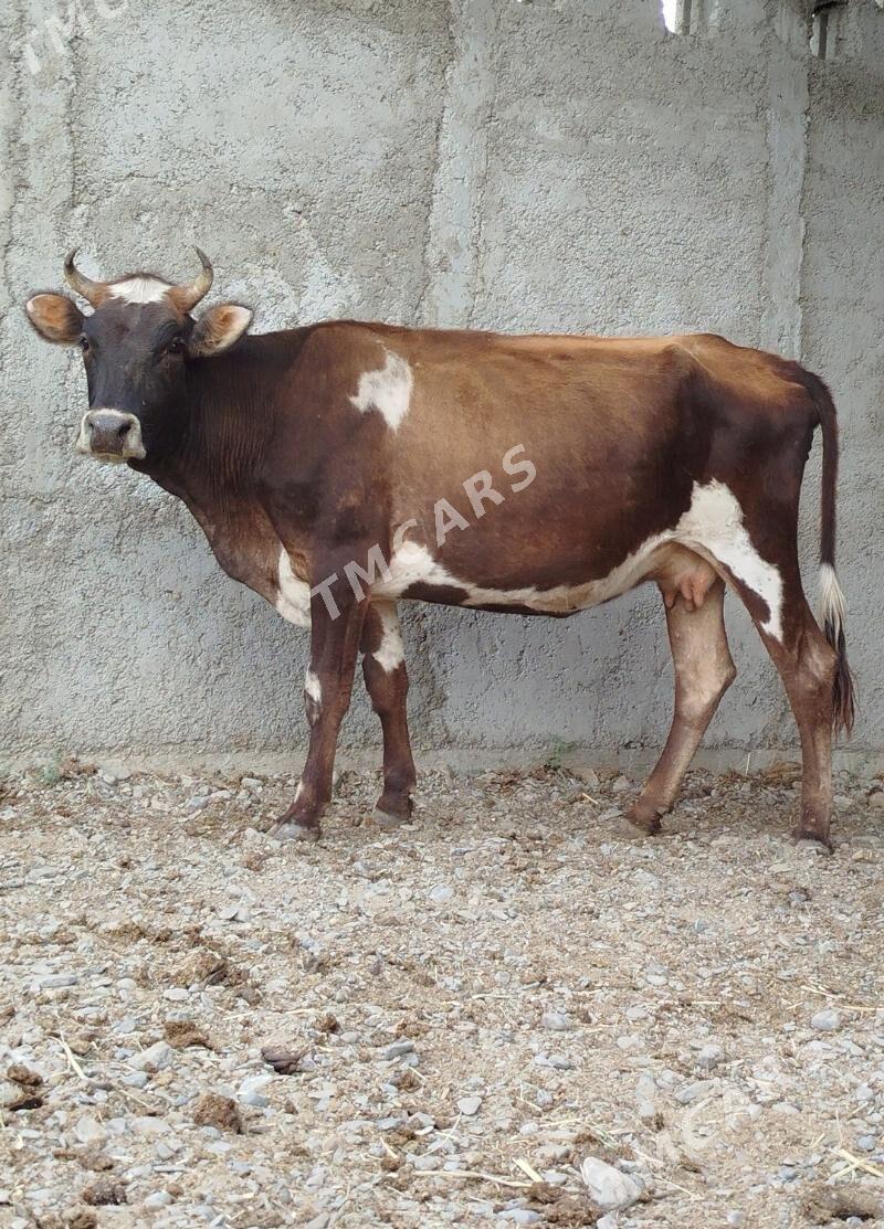 Sygyrlar - Gökdepe - img 7
