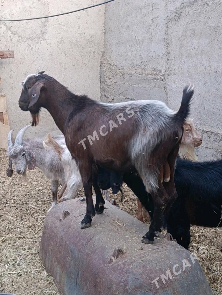 TEKE KELEK - Bagyr - img 1