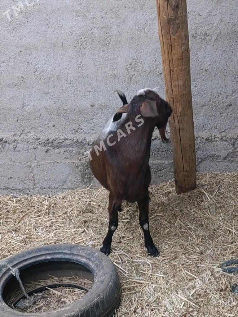 TEKE KELEK - Bagyr - img 3