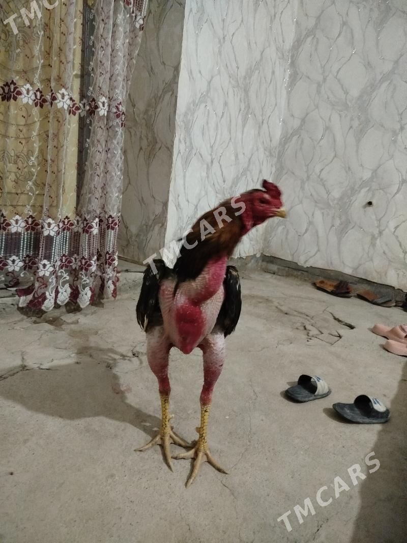 horaz - Köneürgenç - img 2