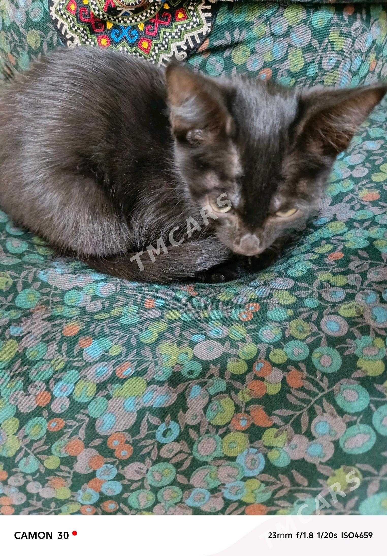 котенок - Ашхабад - img 3