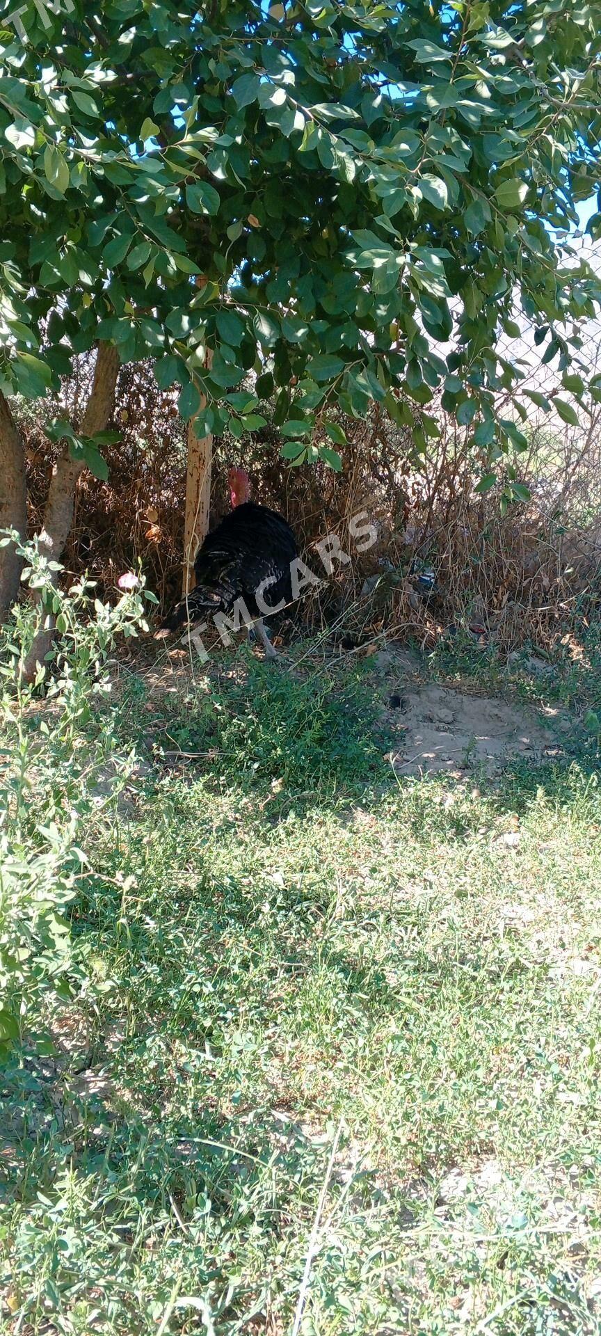 induk erkek - Гёкдепе - img 2