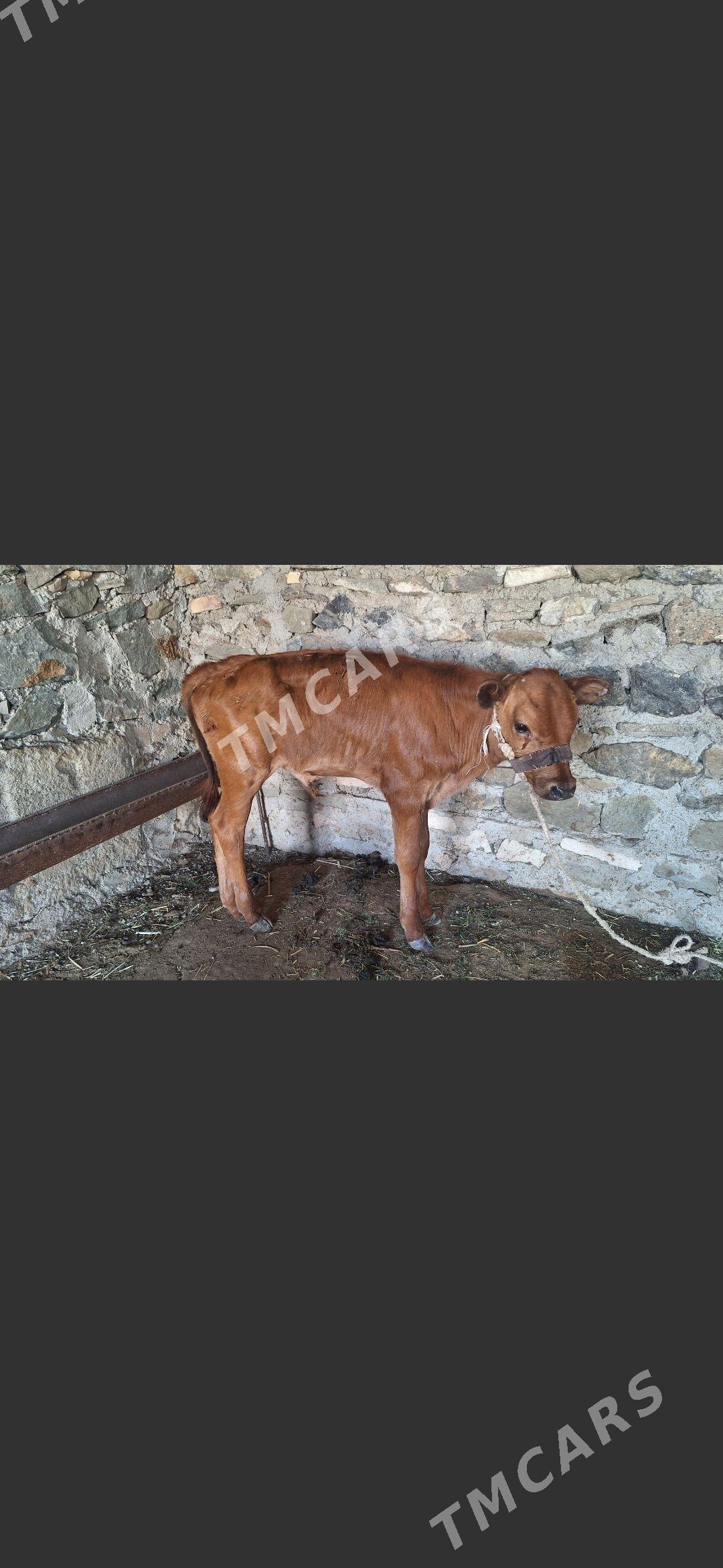 Goleli sygyr - Bereket - img 2