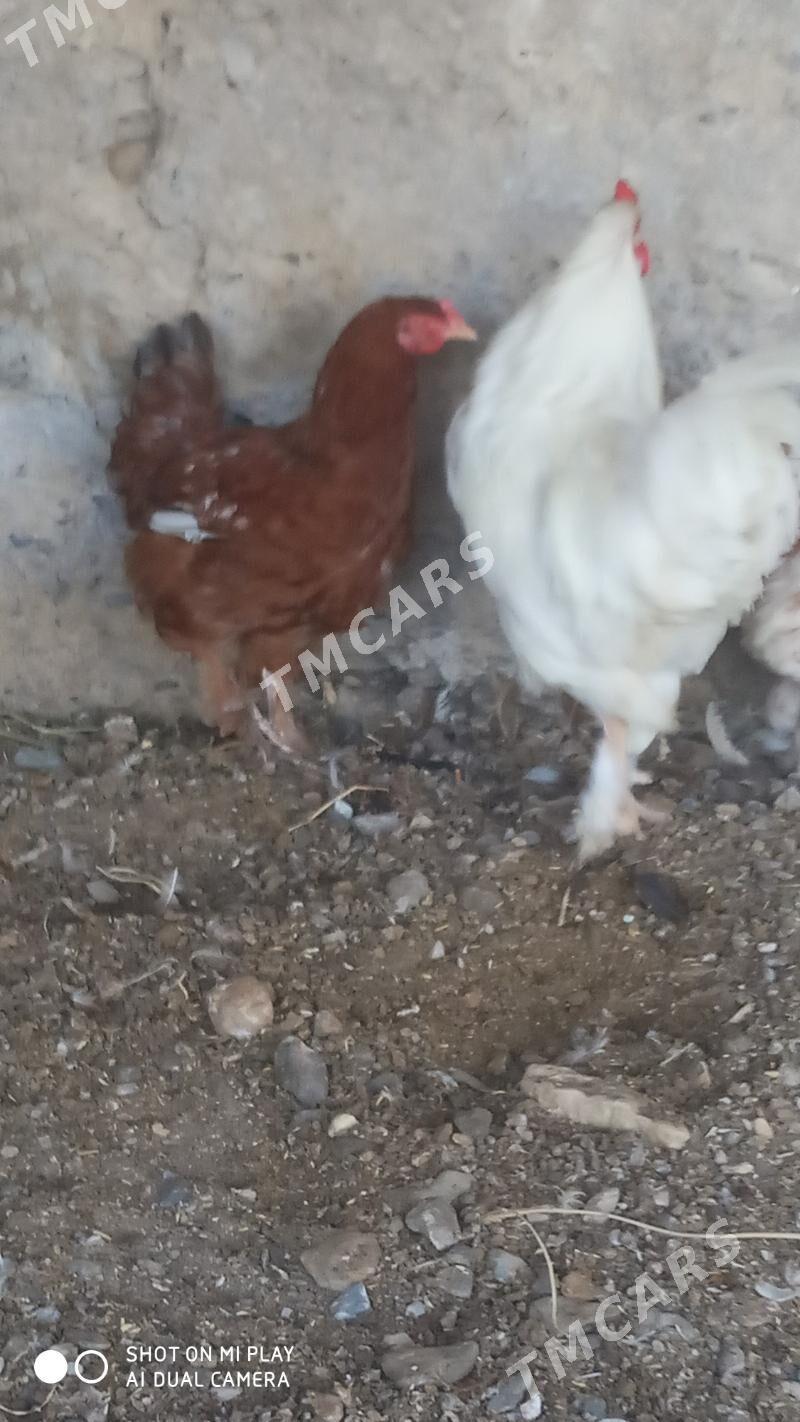 Towuk - Gyzylarbat - img 2