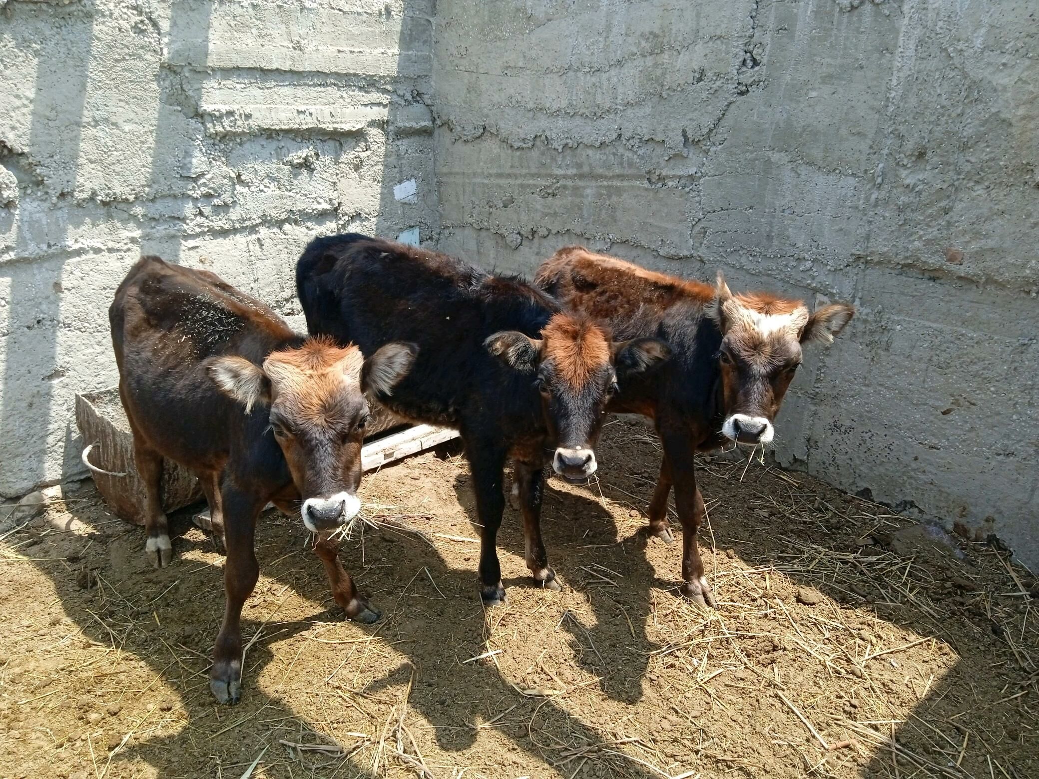 Tana - Esenguly - img 3