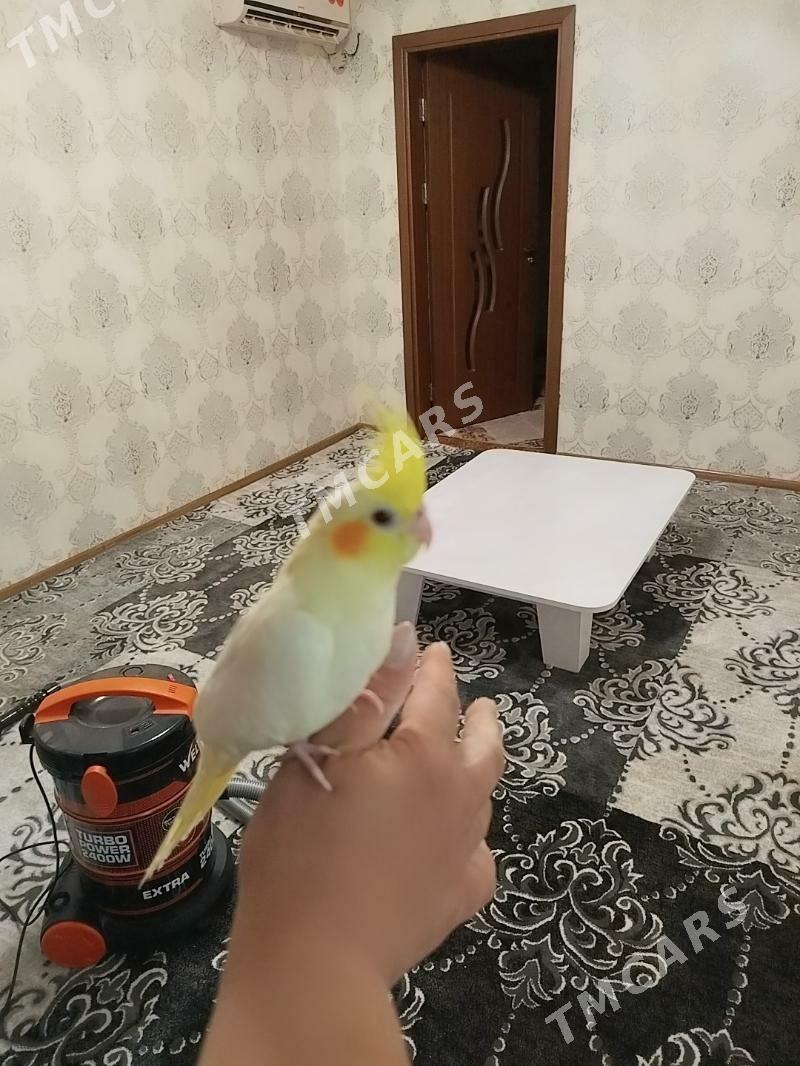 попугай - Türkmenabat - img 2