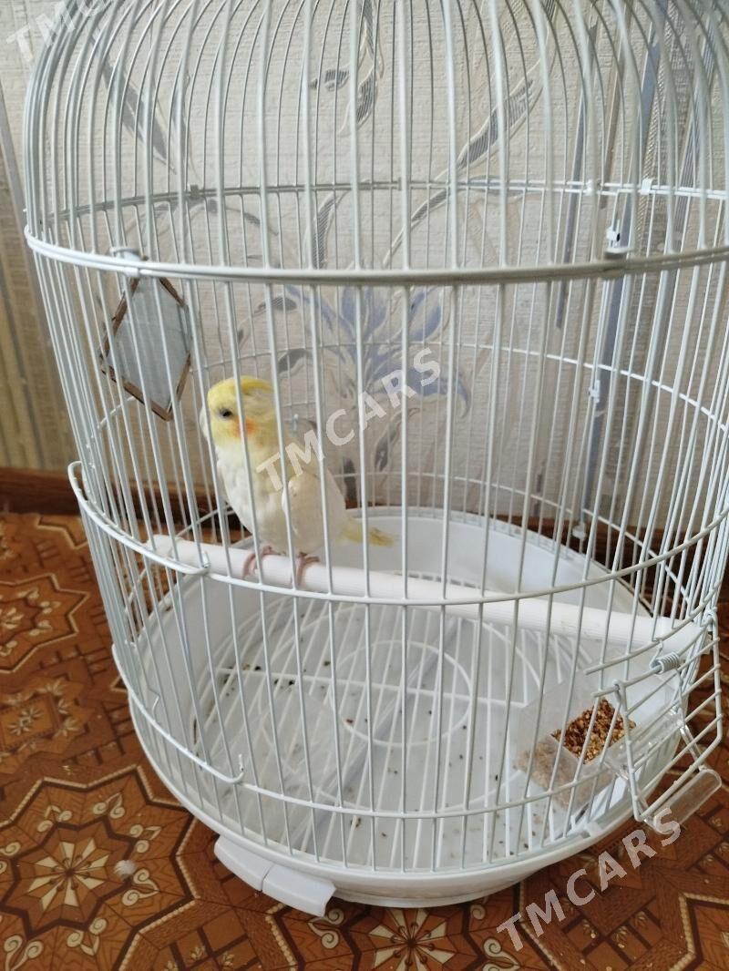 попугай - Türkmenabat - img 4