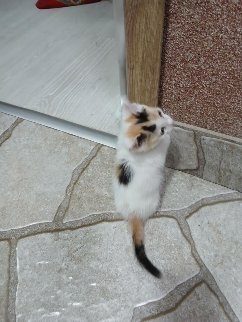 домашние котята 1,5 месяца - Aşgabat - img 2