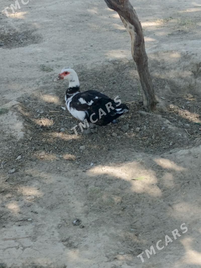 ördek - Köşi - img 2