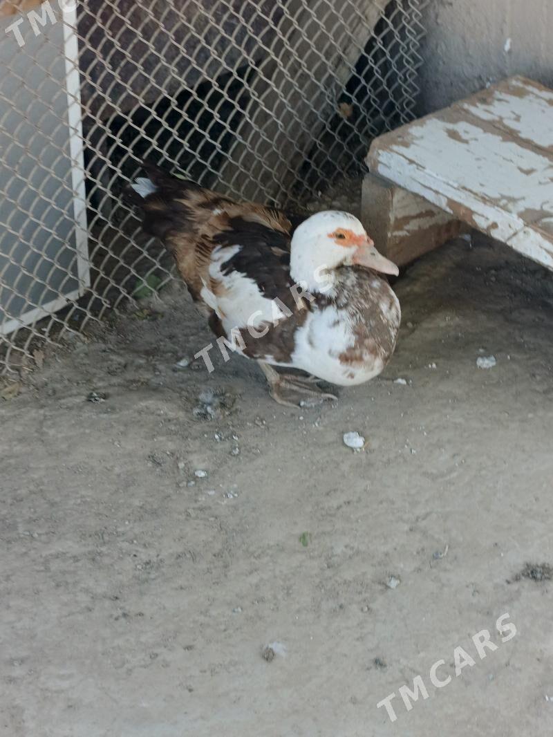 ördek - Köşi - img 3